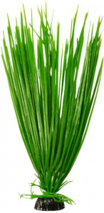 Barbus   Plant   30 