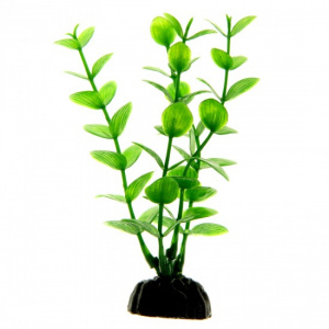 Barbus   Plant   10 