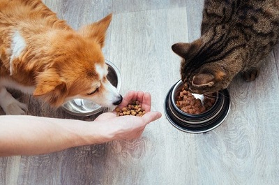 В чем отличия корма для собак от корма для кошек?