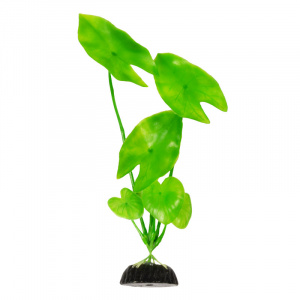 Barbus   Plant   10 