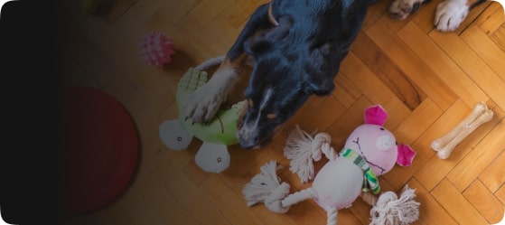 Найдите корм для собаки