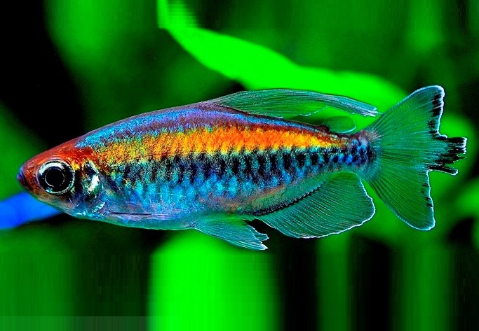 Congo Tetra