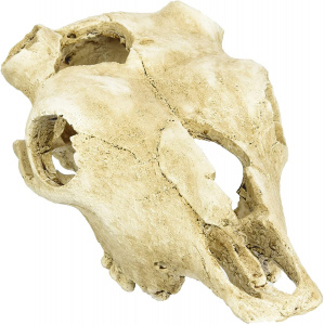Lucky Reptile     Skull Cow 22.5*12.5*8.5 