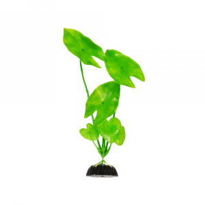 Barbus   Plant   20 