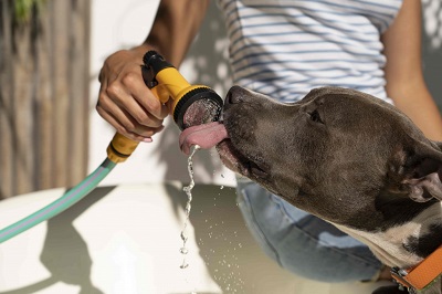Как помочь собаке во время жары?