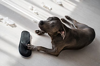 Почему собака грызет обувь?