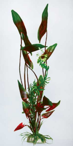 Barbus   Plant   50 