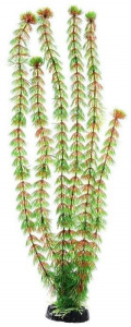 Barbus   Plant   50  