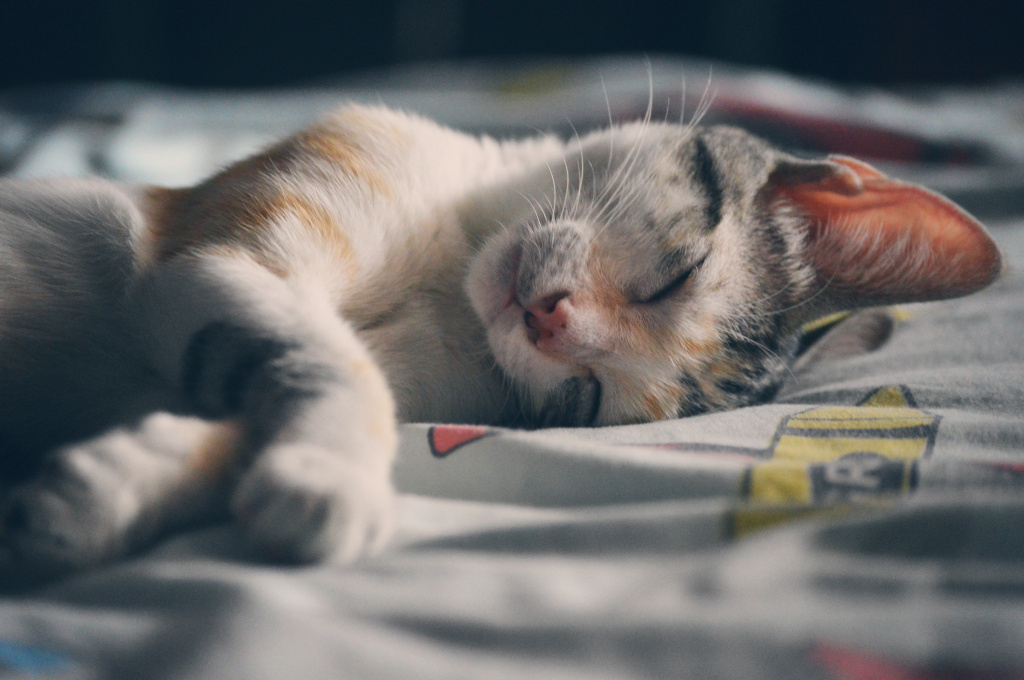 Кошка дергается во время сна - почему это происходит?