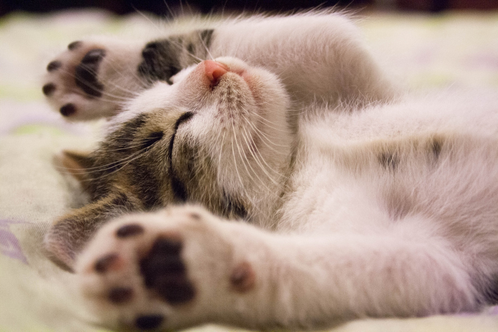 Кошка дергает лапой во время сна - что это значит?